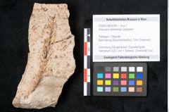 Foto (Objekt + Etikett) von Araucaria sternbergii Goeppert (NHMW-GEO-2024-0188-8299)